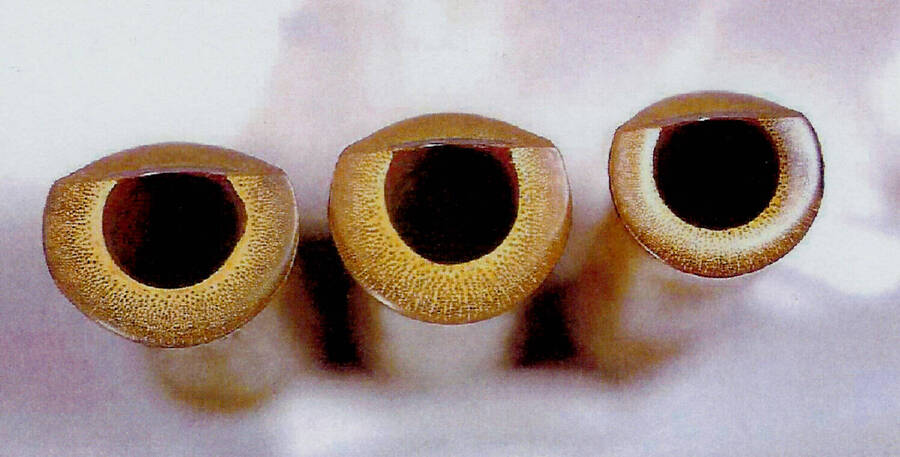3_shakuhachi_forms.jpg